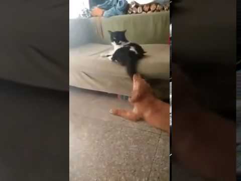 Без комментариев! смотреть онлайн