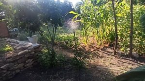 27-29 июля 2025г.Последний урожай картошки и лука.Продолжаю рушить дом.