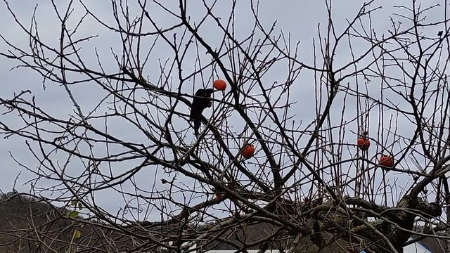 Кто подскажет, что за птица? смотреть онлайн