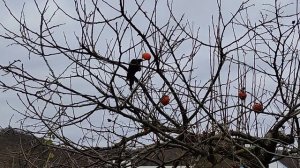 Кто подскажет, что за птица?