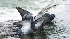 Какое счастье - искупаться в ледяной воде