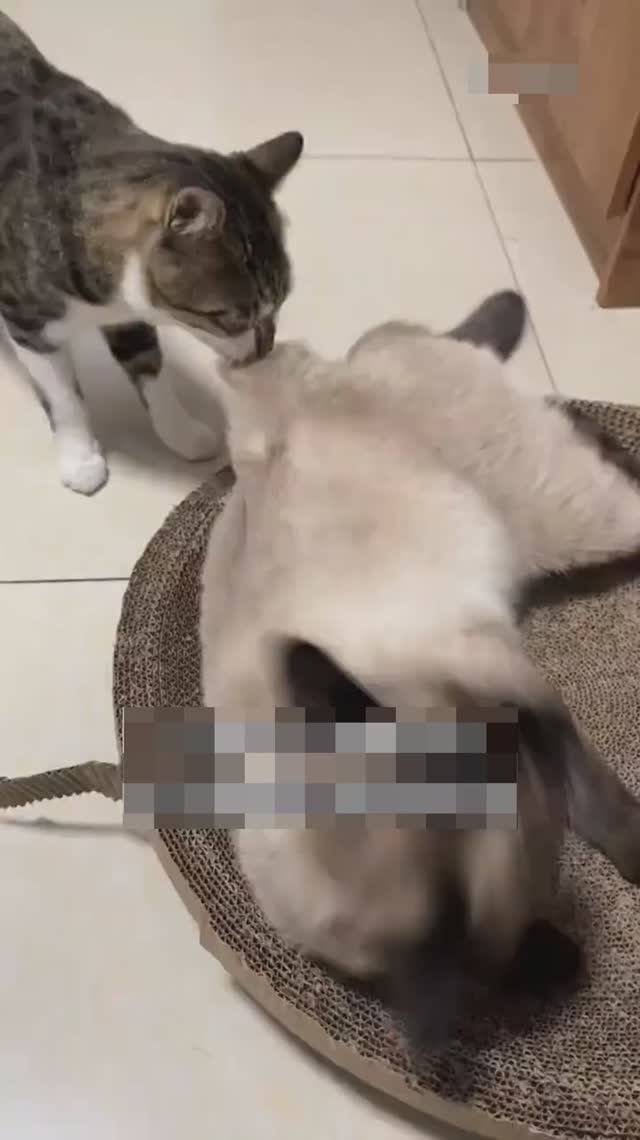 Как сделать гадость соседу🤣 смотреть онлайн