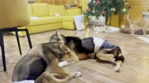 Спасибо за 2025 год от ДайЛапии!