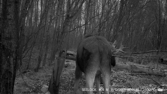 Притягательная сила солонцов