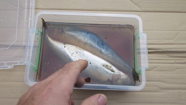 КАК И ПОЧЕМУ Я СОЛЮ СЕЛЁДКУ САМ смотреть онлайн