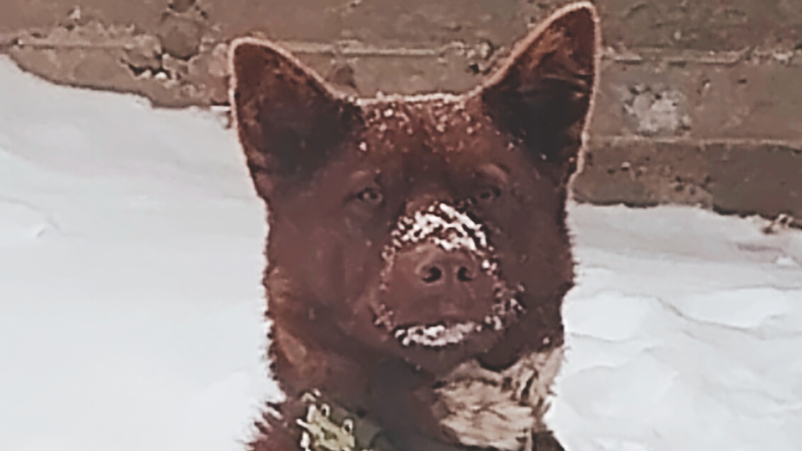 Мишка. В стиле #Стэтхэм смотреть онлайн