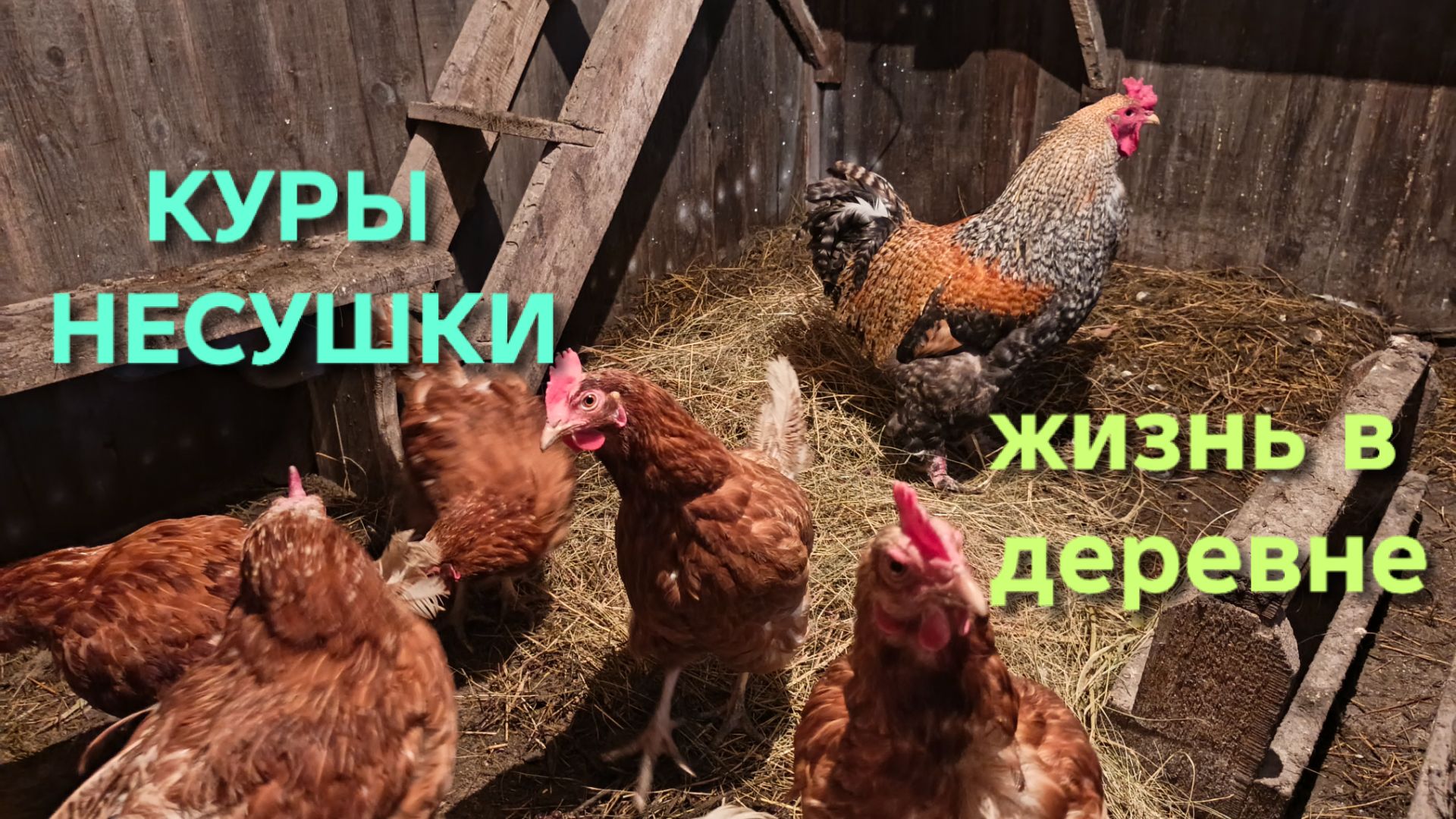 Жизнь в деревне Сено на подстилку и самодельная тяпка для уборки гнезд