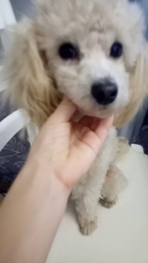 милая собачка Лина.