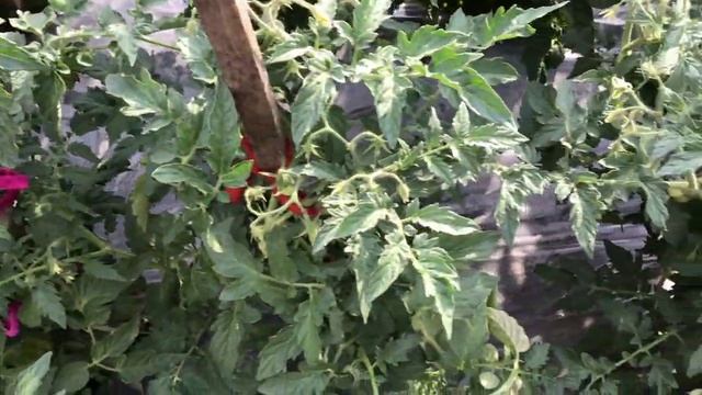 На этого Гнома стоит обратить внимание! Томатный Гном Дерзкая Мери. №852. Обзор сорта. смотреть онлайн