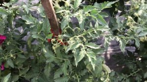 На этого Гнома стоит обратить внимание! Томатный Гном Дерзкая Мери. №852. Обзор сорта.