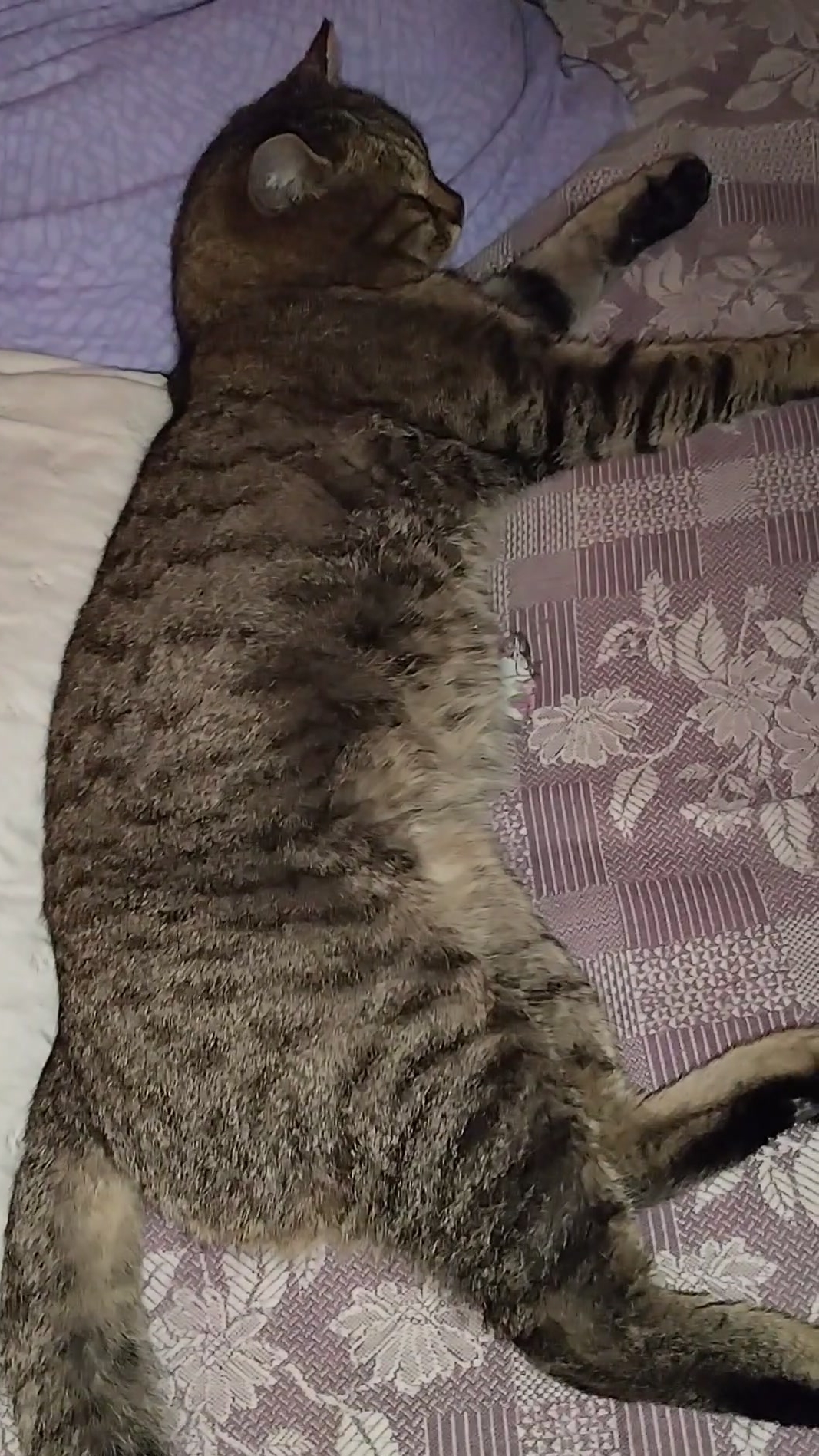 Максик. Мысли.#стэтхэм #веселыекоты #стэтхэмозвучка 29-12-2025 смотреть онлайн