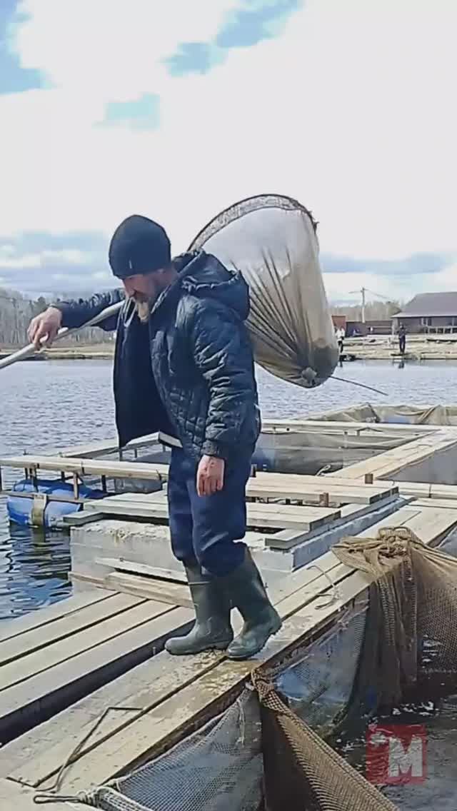 Карпы в отсаднике на 15 кг смотреть онлайн