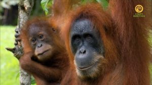 Жизнь вопреки. Анонс. Канал В Мире Животных