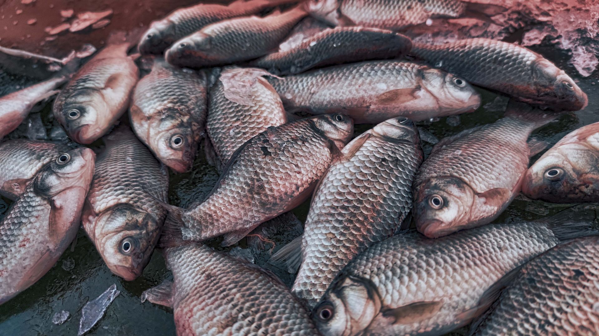 ЗИМНЯЯ РЫБАЛКА НА КАРАСЯ