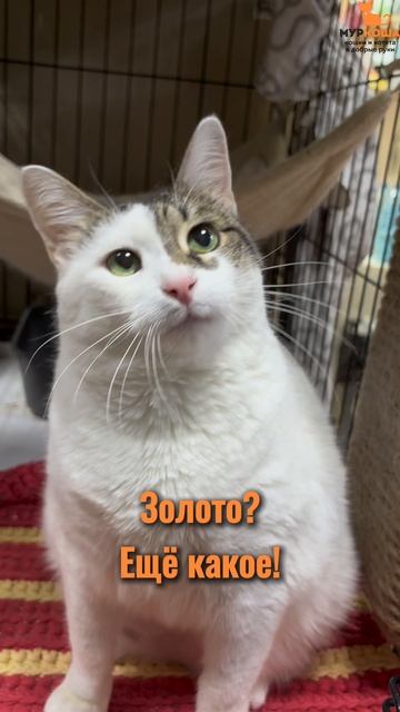 Синти ждёт вас в приюте #Муркоша смотреть онлайн