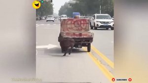 #смешныевидео -575