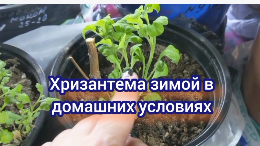Хризантема зимует дома, главные условия для зимовки. Черенкование хризантемы смотреть онлайн