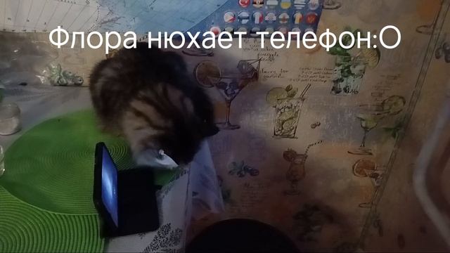 флора нюхает мой самсунг