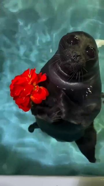 Думаю стать тюленем или остатся джинджер...