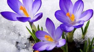 Крокусы 1 часть