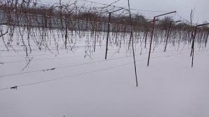 Сорта и ГФ которые я удалил в этом сезоне.