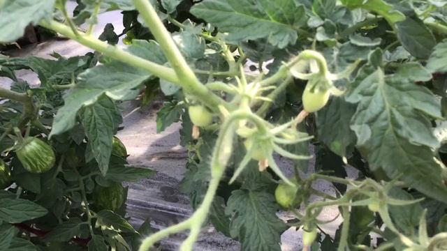 Томатный Гном Дерзкая Мери имеет очень много плюсов. №852. Обзор в открытом грунте в июне. смотреть онлайн