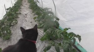 Томатный Гном Дерзкая Мери. №852. Весной в тоннеле первая сформировала плоды.