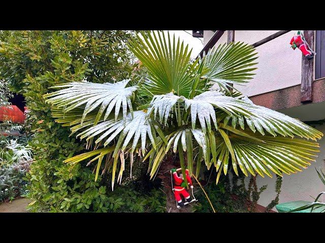 ГЕЛЕНДЖИК! ЗИМА ПРИШЛА в НАШ ДЕНДРАРИЙ. Красота да и только! смотреть онлайн