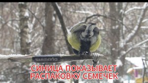 СИНИЦА ПОКАЗЫВАЕТ РАСПАКОВКУ СЕМЕЧЕК