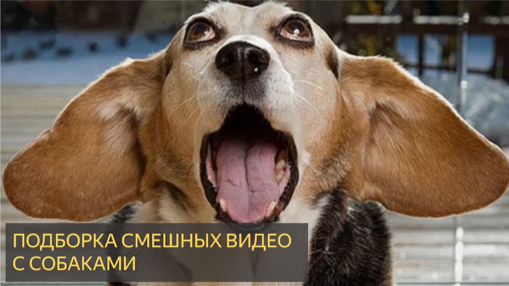 Безумно Забавные Собаки, Которые Заставят Вас Смеяться Без Остановки смотреть онлайн