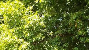 Как определить время вывоза пчёл на липу