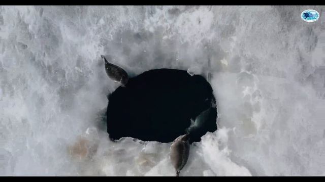 Итоги Вниро 2025 Года смотреть онлайн