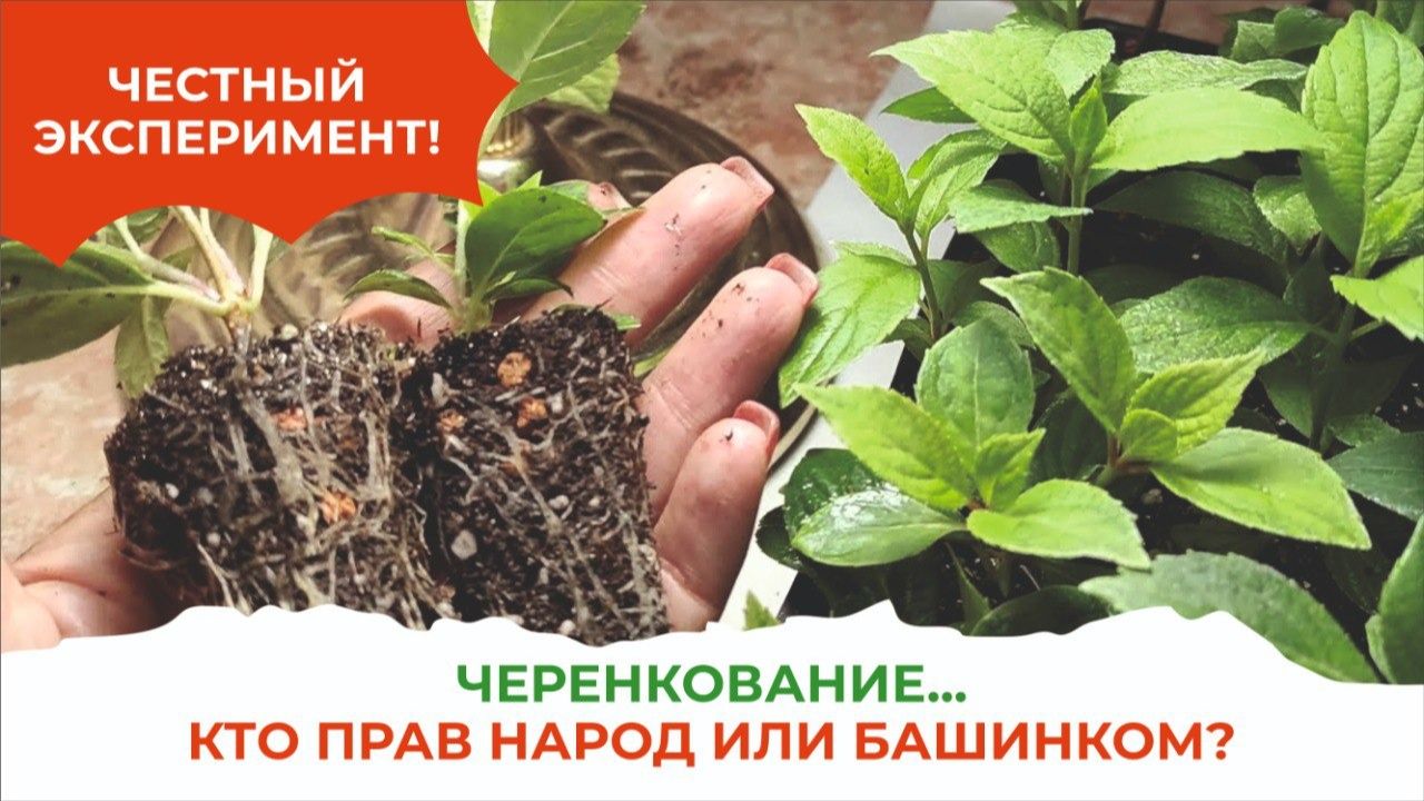 Не умирай, черенок! КорнеСил Башинкома поднимет твой иммунитет смотреть онлайн