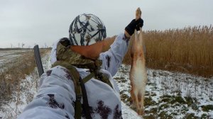 ОХОТА НА ЗАЙЦА С ИЖ-27. ПО ПЕРВОМУ СНЕГУ. ДЕНЬ ВТОРОЙ. Опять подранок.