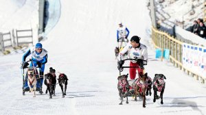 Массовый старт в ездовом спорте. История и современность.