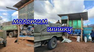 Обмолот шишки кедровой.