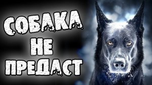 СТРАШНЫЕ ИСТОРИИ НА НОЧЬ - СОБАКА НЕ ПРЕДАСТ - СТРАШИЛКИ НА НОЧЬ