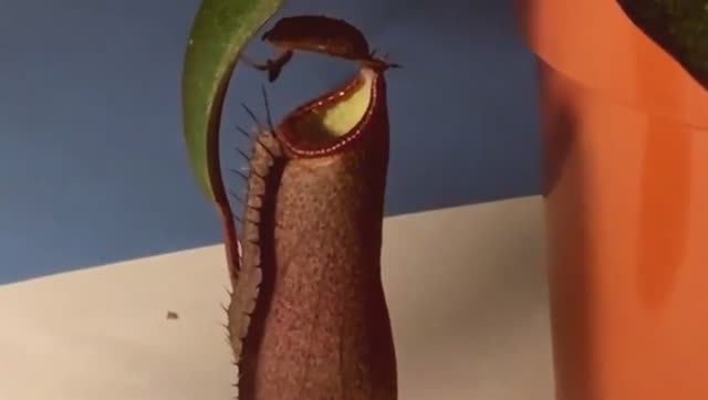 Индивидуальный подход. Непентес. Опыт кормления червем смотреть онлайн