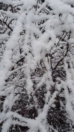 Зима за городом. #сновымгодом