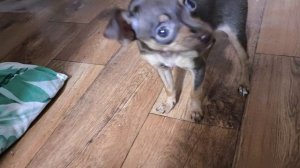 САЛО_ в луковой шелухе.