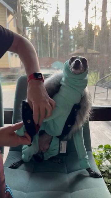 Костюм из футера премиум с начесом для собак. Цвет: тиффани. Жилетка меховая