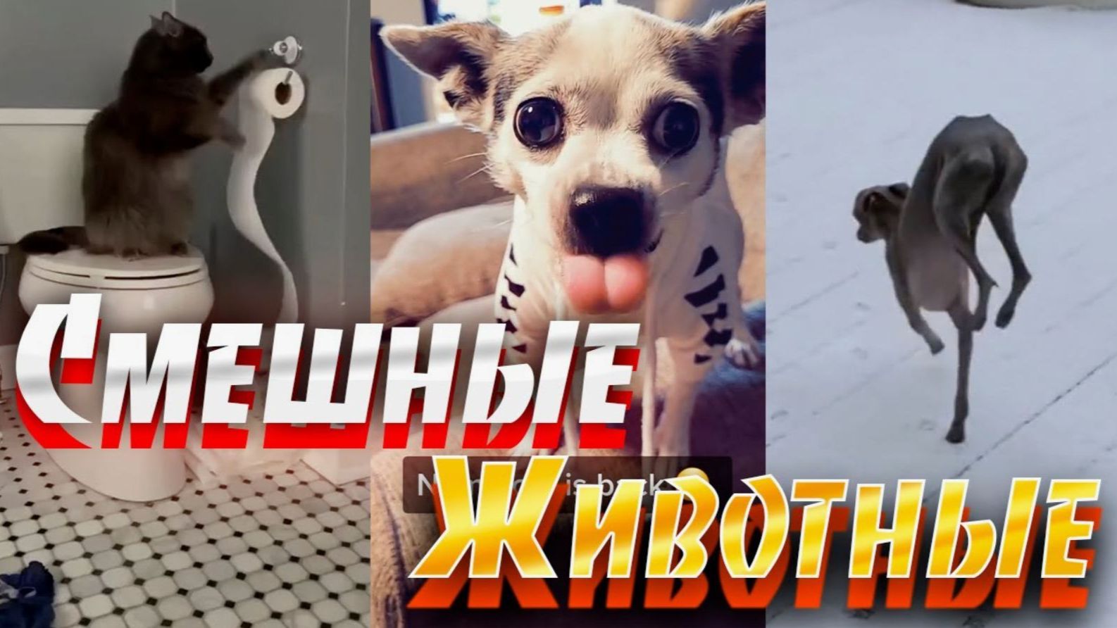 ВИДЕО ПРИКОЛЫ С ЖИВОТНЫМИ Я РЖАЛ ДО СЛЕЗ смотреть онлайн