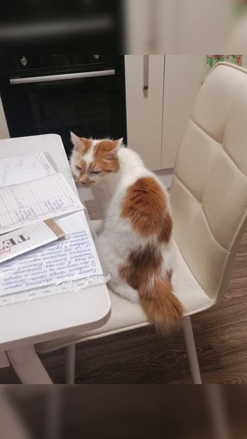 Снять квартиру с домашними любимцами не просто  #агентанечка