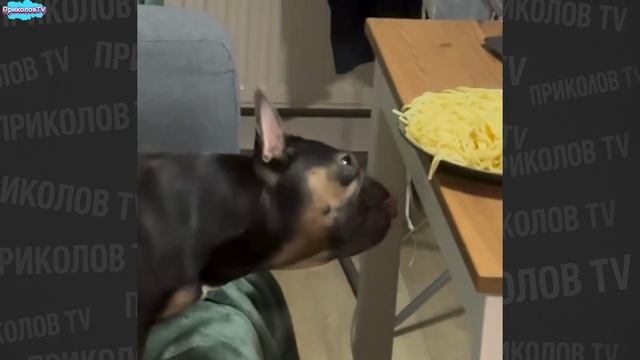 ✅ ПРИКОЛЫ С ЖИВОТНЫМИ 2025 — СМЕШНЫЕ КОТЫ И СОБАКИ | ЛУЧШИЕ МОМЕНТЫ 😂 смотреть онлайн