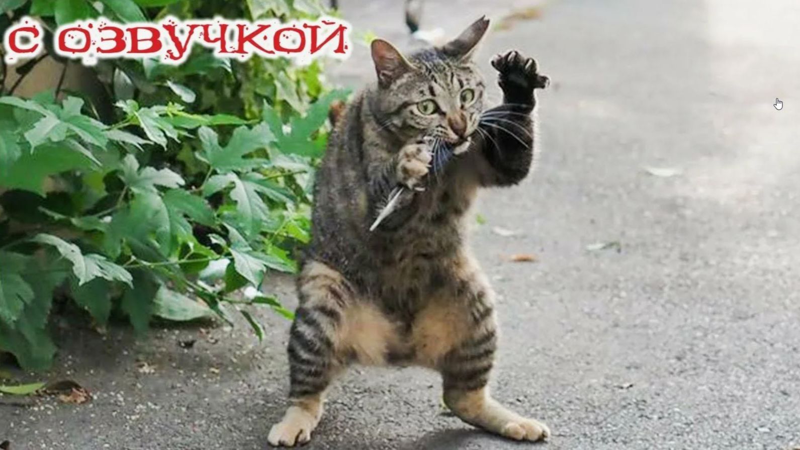 СМЕШНЫЕ КОТЫ! Смешные видео-ОЗВУЧКА! СМЕШНОЕ -ВИДЕО Наши любимые смешные животные смотреть онлайн