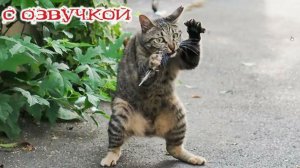 СМЕШНЫЕ КОТЫ! Смешные видео-ОЗВУЧКА! СМЕШНОЕ -ВИДЕО Наши любимые смешные животные