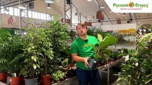 Мистер фикус: все тонкости выращивания.