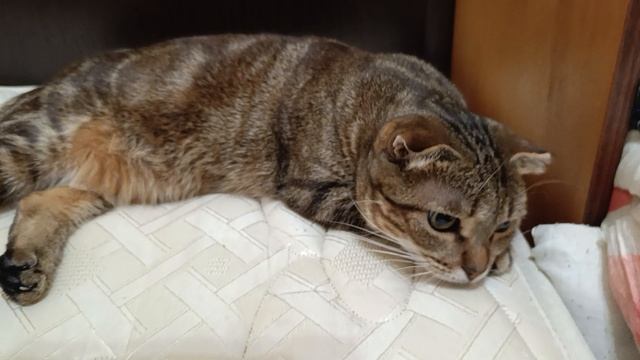 Мои малышки смотреть онлайн