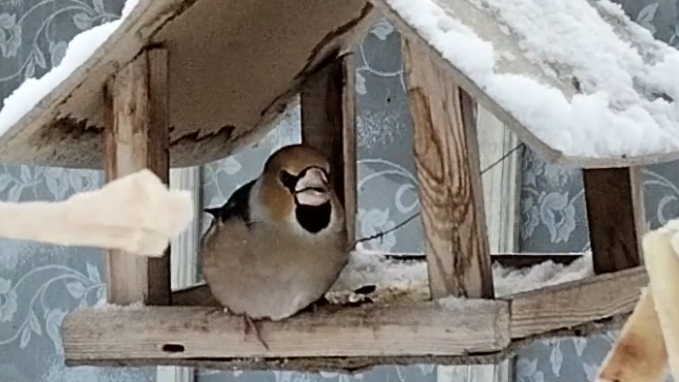 39. Кормим птичек зимой.