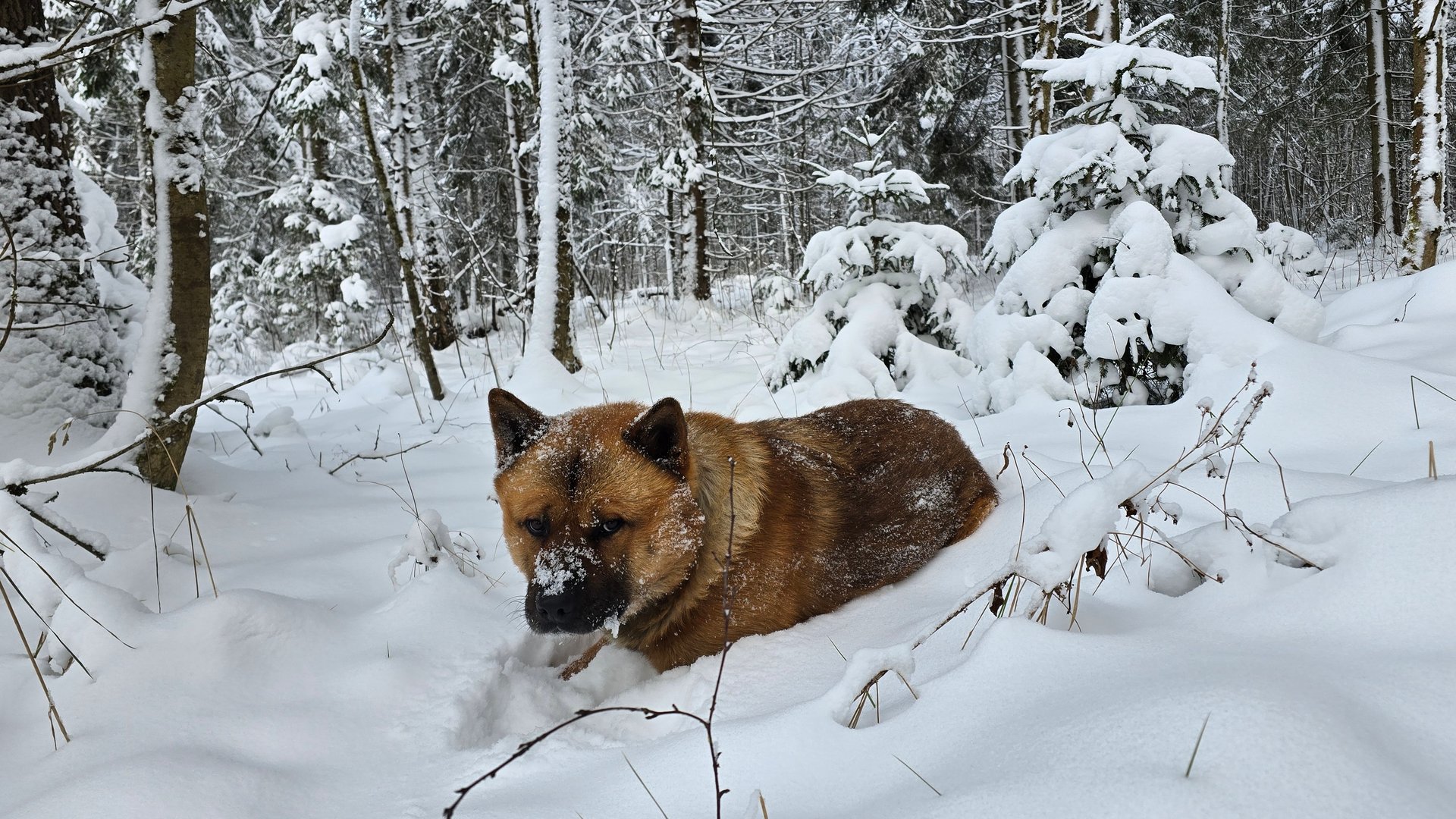 Поход в лес за ёлочкой. Заматываем веточки огоньками. Запись стрима с ютуба 29.12.25 смотреть онлайн